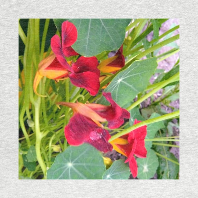 Red Nasturtium by Hajarsdeco